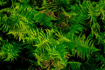 Naklejka na ściany i meble green fern in the forest