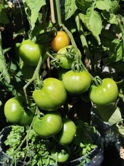 green tomatoes on vine