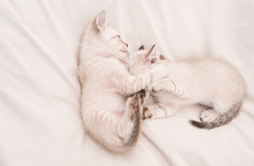 Fototapeta na wymiar Cozy home. Small cute kittens relax on white sheets. Baby cat. Cute white kittens. Tender and lovely. White kittens playing with each other. Best friends. Cat family. Pets concept. Share love