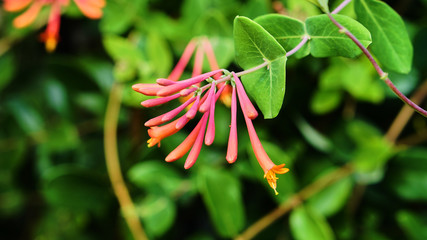 close up of a red flower