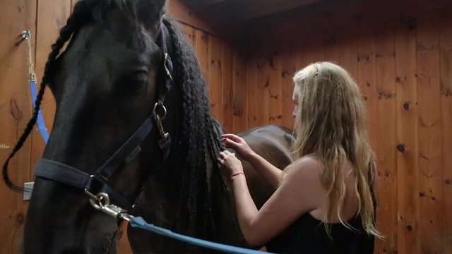 Young woman in horse stable works on the braided hair or mane of adult horse