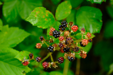 Brombeeren (lat.: Rubus sect. Rubus) an einem wilden Strauch im Wald mit reifen und unreifen Beeren im Sp&auml;tsommer