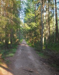 road in autumn forest