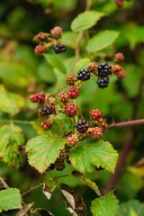 Zwischen den Zweigen eines Strauchs im Wald wachsen wilde natürliche Brombeeren (lat.: Rubus sect. Rubus)