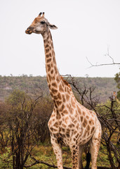 Picture of one giraffe alone in the bush, in Kruger National Park, South Africa.
