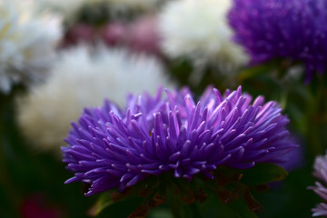 Colorful flowers of the annual Aster in the garden