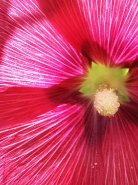 close up of pink flower
