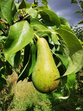 pear on the tree