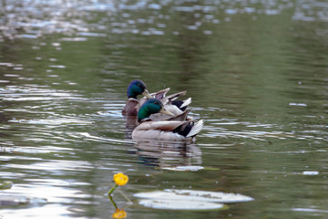 Bird in the wild on the water