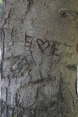 letters and heart carved on the tree in nature