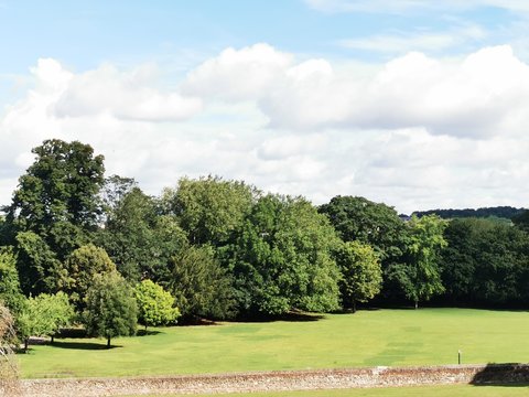 trees in the park