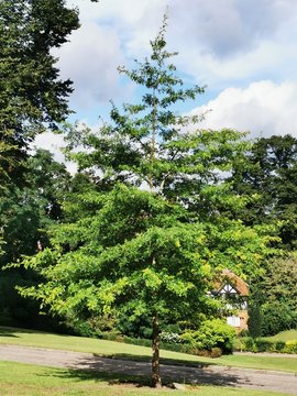 trees in the park
