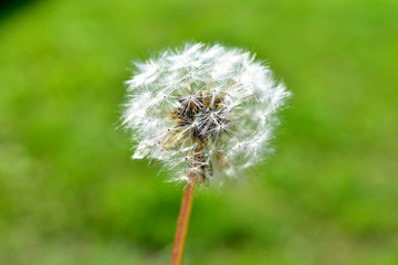 Ordinary dandelion close-up in summer on the background of grass