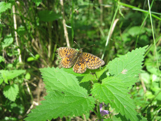 Orange butterfly on a green leaf in the garden.