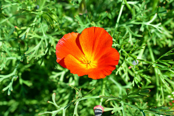 Fototapeta premium Red and yellow flowers Eshsholtsiya on the green patch in the garden