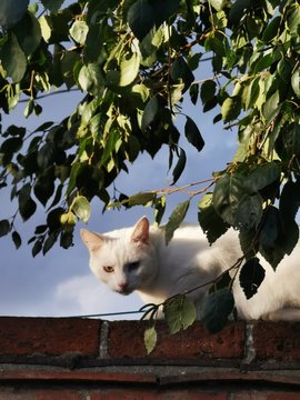 cat in the garden