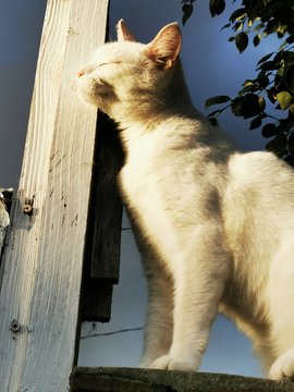 cat on the roof
