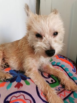 dog in bed