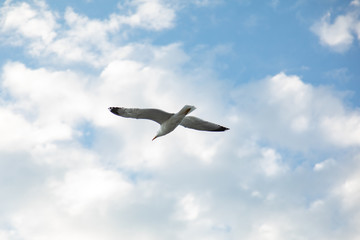 Obraz premium Gull in front oh the clouds