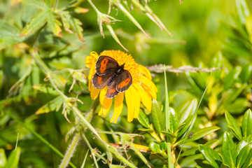 Trekking for the Vercoche lake in Valle D'Aosta, Italy