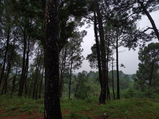 Forest in the morning view.