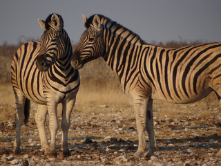 Fototapeta na wymiar two zebra stand in the namibian savannah