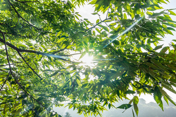 佐賀県鹿島市　祐徳稲荷神社