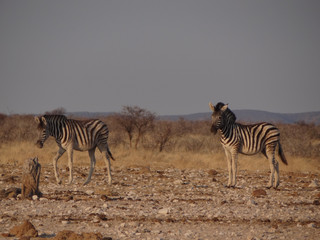 Obraz na płótnie Canvas two zebra stand in the namibian savannah