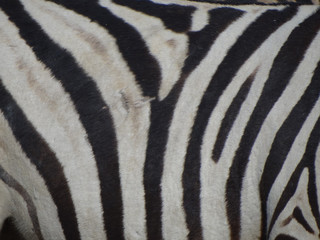 Fototapeta na wymiar a zebra had to