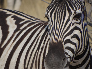 Fototapeta na wymiar A zebra in the savannah of Namibia