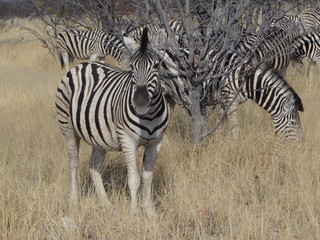 A zebra in the savannah of Namibia