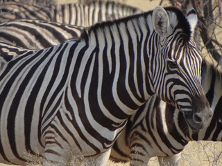 Fototapeta na wymiar a group of zebras
