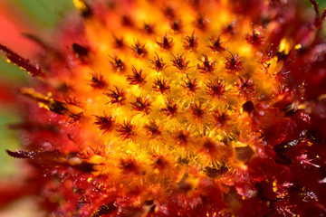 Gaillardia flowers very close macrophotography (zoom, bokeh and no focus)