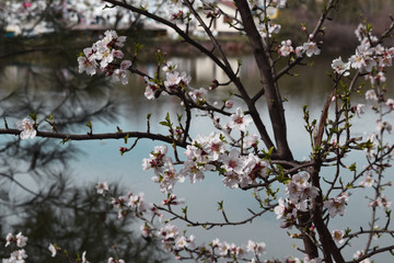 Fototapeta premium Flower in front of a lake