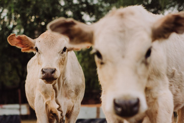 Vaca 