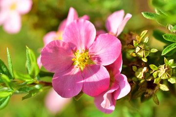 Obraz na płótnie Canvas Pink and delicate flowers of the erect calgary (Potentilla) close-up