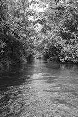 river in the forest Black and white 