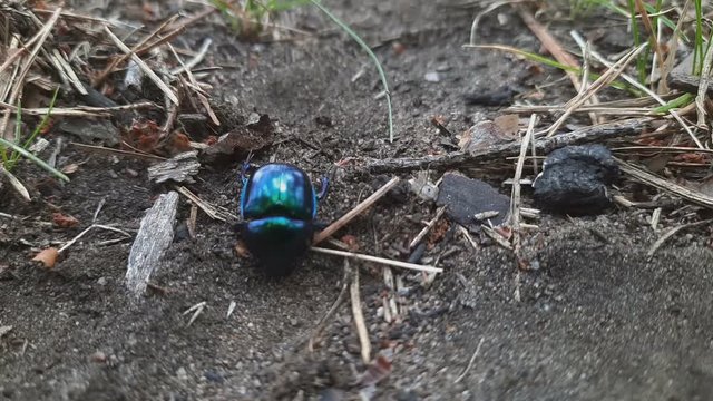 Close Up Bluish Black Manure Dung Tumblebug Beetle