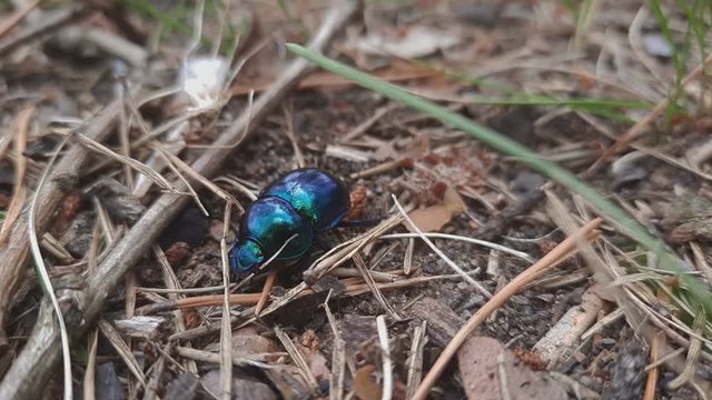 Close Up Bluish Black Manure Dung Tumblebug Beetle.