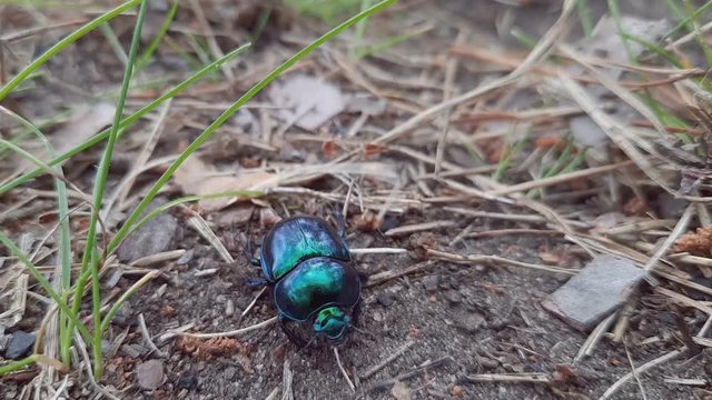 Extreme Close Up Bluish Black Manure Dung Tumblebug Beetle