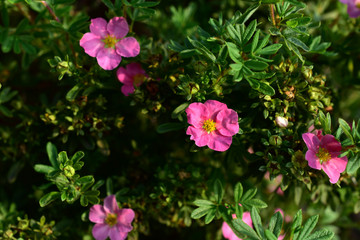 Obraz premium Green Bush with flowers Lapchatki (Potentilla) erect Kalgan close-up