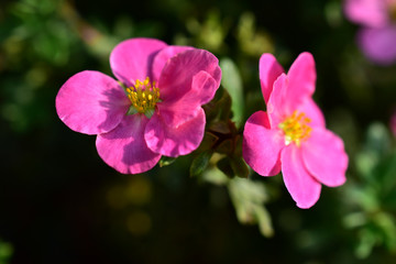 Fototapeta na wymiar Pink and delicate flowers of the erect calgary (Potentilla) close-up