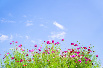 Obraz na płótnie Canvas 青空とコスモスの花