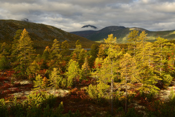 Autumn forest in the mountains in a soft light