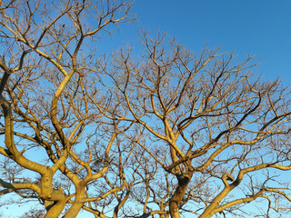 Ombu Tree at Park, Montevideo, Uruguay