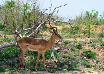 Naklejka na ściany i meble Profile of a impala alone in the bush, in Kruger National Park, South Africa.