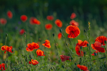 Red flowers of wild field poppy on a blurred green background.