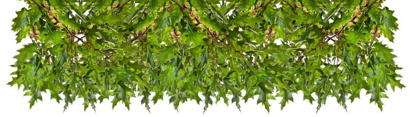 Branches of  oak tree with acorns 