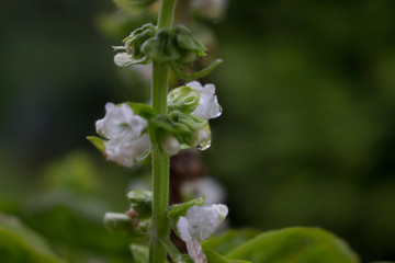 Blume mit Wassertropfen