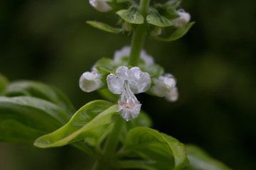 Blume mit Wassertropfen